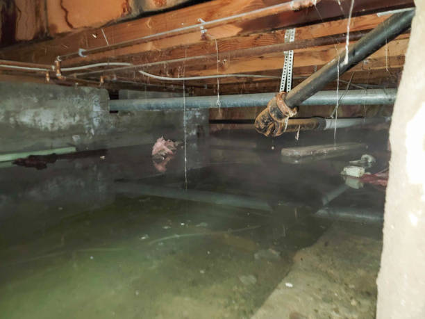 Best Mold removal after water damage  in Bensville, MD